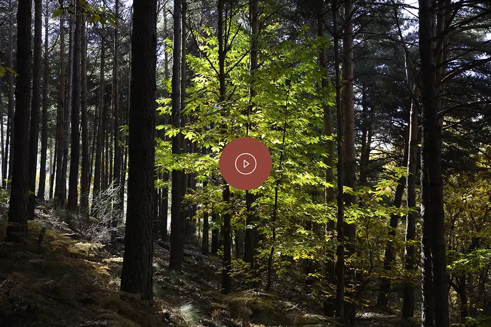 Baños de Bosque Hipótesis Gaia Baños de Bosque Hipótesis Gaia